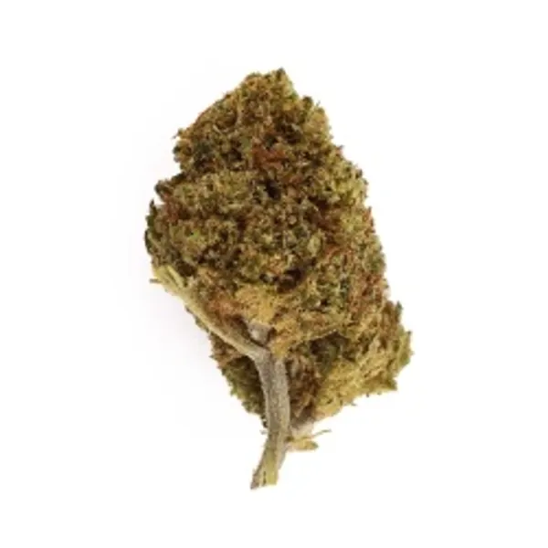 Skunk XL Indoor