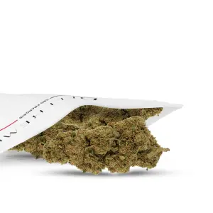 Strawberry Gelato Indoor