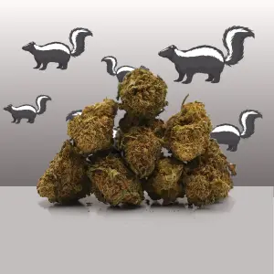 Super Skunk Small Buds
