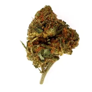 White Widow