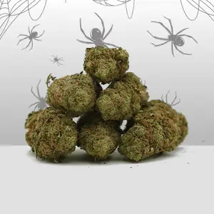 White Widow Indoor