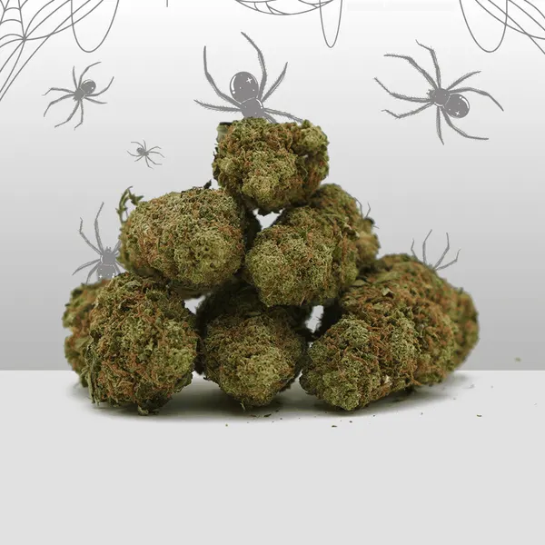 White Widow Indoor