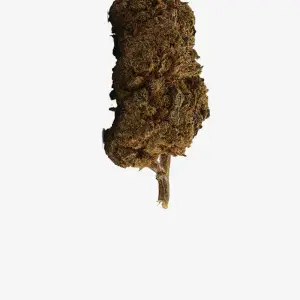 White Widow Small Buds