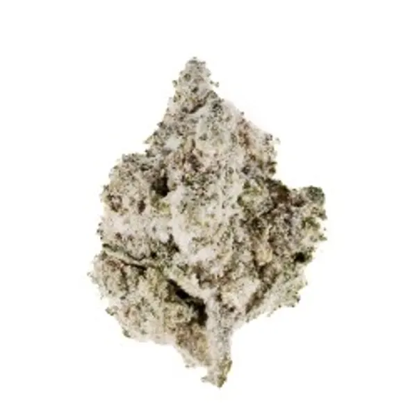 White Zushi Infusee